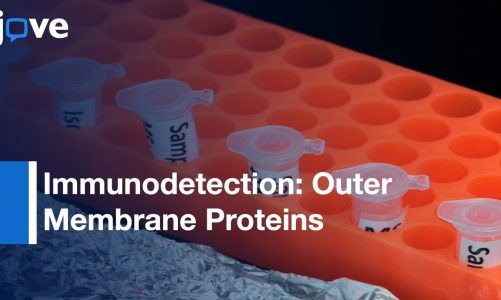 Immunodetection: Outer Membrane Proteins By Flow Cytometry-Isolated Mitochondria l Protocol Preview