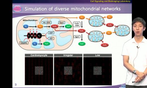 [Research Highlight] Mitochondrial network responsible for cellular sensitivity