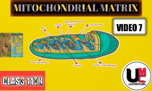 Mitochondria functions|Mitochondrial matrix |cristae |Class 11Th | Lecture 7 |Cell structure