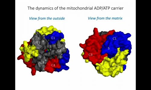 The molecular mechanism of transport by the mitochondrial ADP/ATP carrier (narrated)