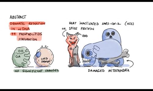 Spike Protein Destroys Mitochondria (Studies)