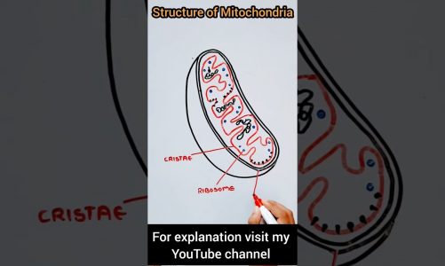 Structure of Mitochondria | Cell Organelles #science  #diagram #shorts