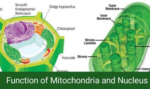Functions of Nucleus and Mitochondria