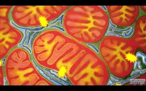 Fighting Neuropathy through Preserving Mitochondrial Function