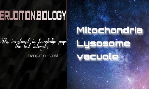 Mitochondria, lysosome, vacuole ( cell organelles-2)