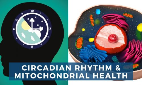 Circadian Rhythm & Mitochondrial Health