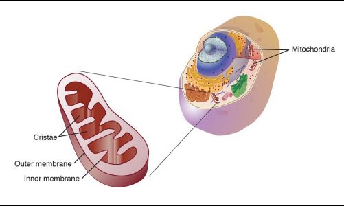 What is Mitochondria ,  Mitochondrial wall composition etc