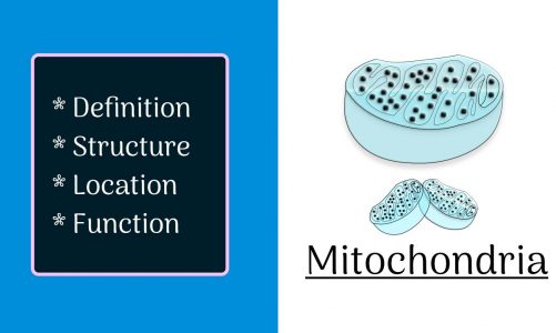 Mitochondria Definition| Structure| Location| Function (MUST WATCH)