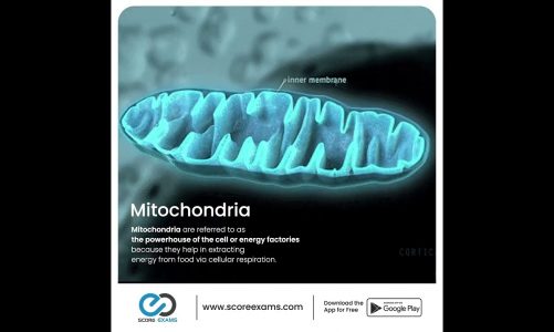 Why are mitochondria known as the powerhouse of the cell? #scoreexams