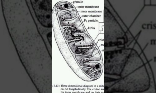 function of mitochondria