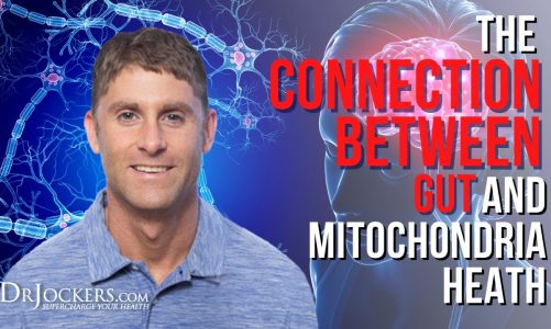 The Connection Between Gut and Mitochondria Heath