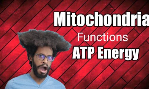 Function of mitochondria|what is mitochondria|class 9th |class 8th | Cell | Biology | Science