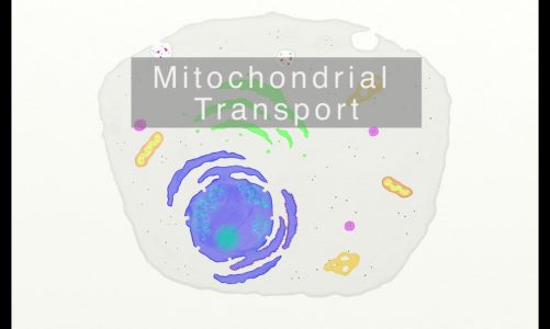 Mitochondrial Protein Transport