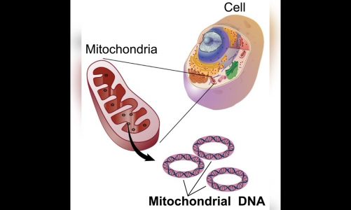 A mitochondrion is a double-membrane-bound organelle found in most eukaryotic organisms.