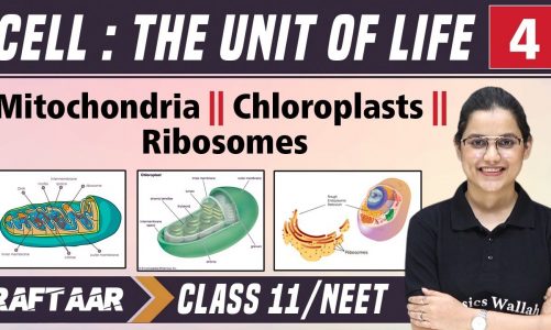 Cell : The Unit of Life 04 || Mitochondria || Chloroplasts || Ribosomes || Class 11/NEET || RAFTAAR