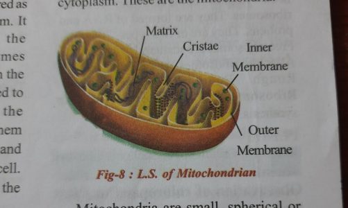 what is mitochondria