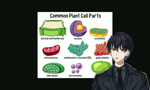 Common Plant Cell Parts