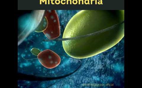 Mitochondria – The inner beauty of our body