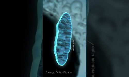 Mitochondria evolution!