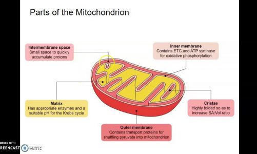 The Mitochondrion