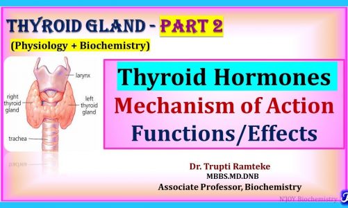 2: Thyroid Hormones: Mechanism of Action and Functions | Thyroid Gland | Physiology+ Biochemistry