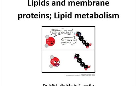 Lipids and membrane proteins Lipid Metabolism narrated copy