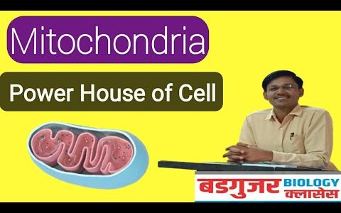 Mitochondria Power house of cell
