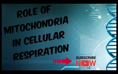Role of mitochondria in cellular respiration notes