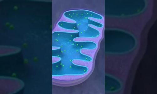 Mitochondria animation//powerhouse of cell