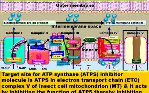 Target Site & MoA of Mitochondrial ATP Synthase Inhibitor Insecticide Molecules/డయాఫెంథియూరాన్