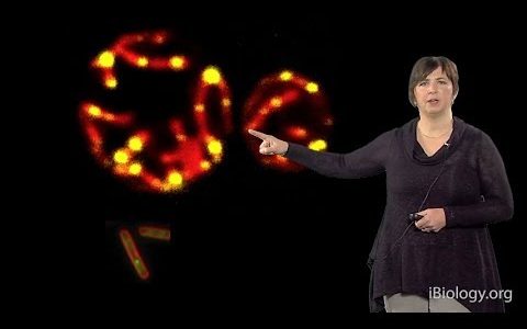 Mitochondria – Jodi Nunnari (UC Davis)