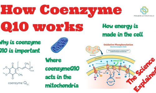 CoQ10 and Mitochondria.  Learn how Coenzyme Q10 can boost energy production in the mitochondria