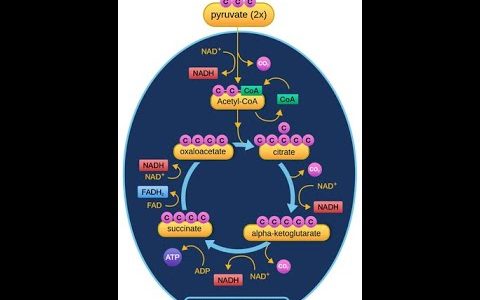Intro to the Citric Acid Cycle/Krebs Cycle
