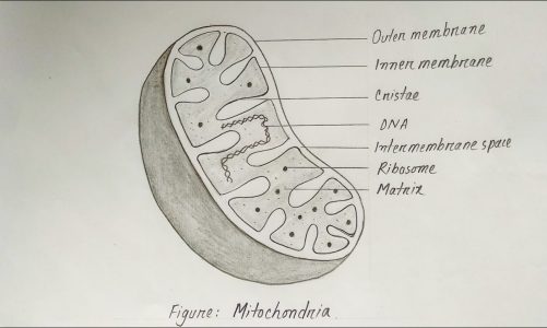 How to draw a Mitochondria easily l Biology Drawing l