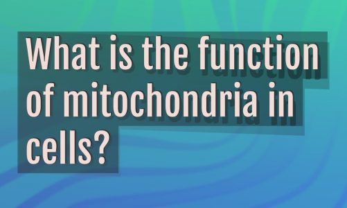 What is the function of mitochondria in cells?