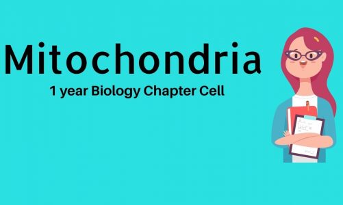 Mitochondria Lecture  | The Cell Chapter 1 Year Biology Lecture by Student Point