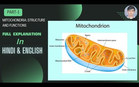 Mitochondria: Structure and Functions/माइटोकॉन्ड्रिया की संरचना एवं कार्य in Hindi & English Part-1