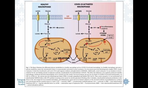 Mitochondria Melatonin and its Role in Reversing Aerobic Glycolysis