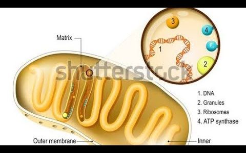 #neet #shorts #education 🌟🌟Structure of Mitochondria 🌟🌟