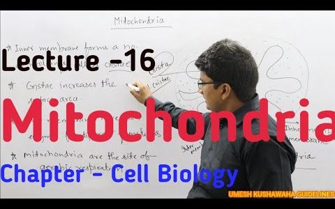 Mitochondria|L-16|Biology|