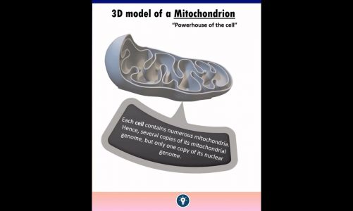 3D Model of Mitochondria | Cell : The Unit of Life Class 11 NCERT #shorts #neet