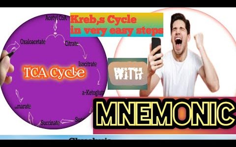 Kreb,s Cycle, TCA Cycle, Citric Acid cycle with easy diagram and steps and mnemonic😊😊