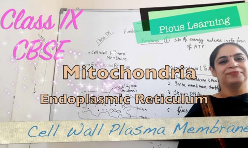 Cell Wall & Plasma Membrane, Endoplasmic Reticulum, Mitochondria | Fundamental Unit of Life | CBSE 9