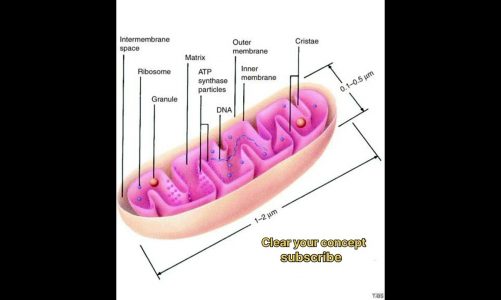 Mitochondria #cell #mitochondria #power #house #of #cell #label #structure #shorts