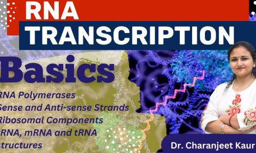 RNA transcription in Hindi | Basics | Molecular Biology | Dr. Charanjeet Kaur