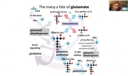 MSG myth debunking and glutamate biochemistry