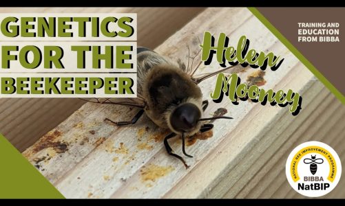 Genetics for the Beekeeper – Helen Mooney