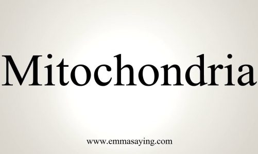 How To Pronounce Mitochondria