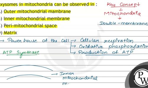 Oxysomes in mitochondria can be observed in : (A) Outer mitochondrial mambrane (B) Inner mitocho…