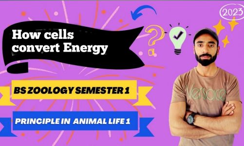 How cells convert Energy | principle in animal life 1 | Bs zoology semester 1 | Asim zoologist